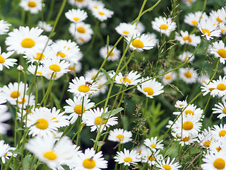 Image showing green flowering meadow with white daisies