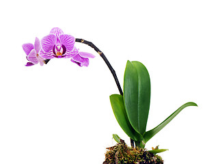 Image showing violet orchid arrangement centerpiece isolated on white backgrou