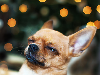 Image showing Red chihuahua dog on bokeh background.