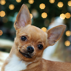 Image showing Red chihuahua dog on bokeh background.