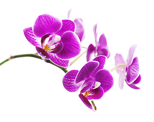 Image showing Rare purple orchid isolated on white background.