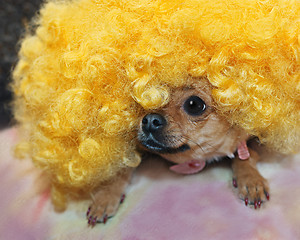 Image showing Red chihuahua dog in yellow wig.