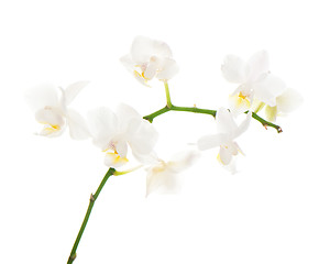 Image showing white orchid arrangement centerpiece isolated on white backgroun