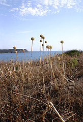 Image showing grasses