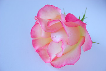 Image showing delicate rose
