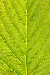 Image showing texture of green detailed leaf