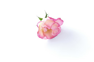 Image showing single rose