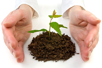 Image showing  plant between hands on white