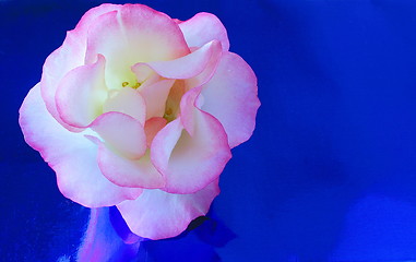 Image showing rose with a blue background