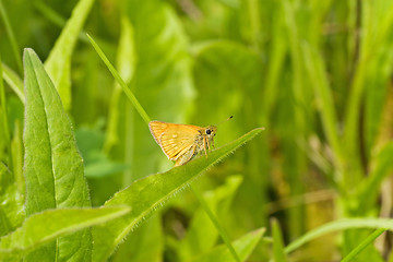 Image showing small butterfly in a grass