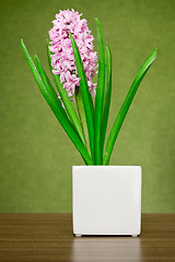 Image showing pink hyacinth