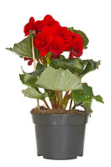 Image showing Begonia flower in a pot