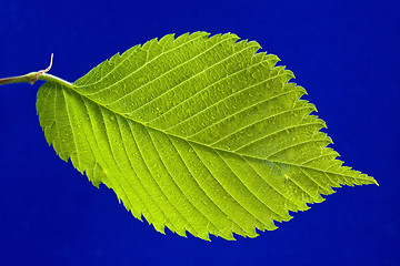Image showing green bright leaf