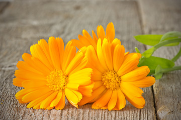 Image showing orange daisies on plank