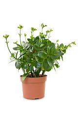 Image showing house plant in a pot