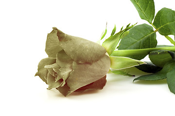 Image showing black rose