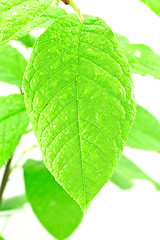 Image showing  green wet and bright leaf