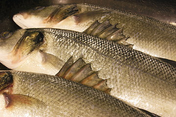 Image showing barbs of a sea bass