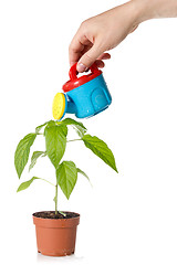 Image showing hand watering a plant 