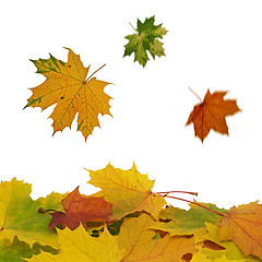 Image showing fall of colorful leaves