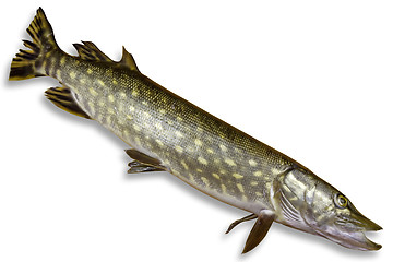 Image showing pike fish