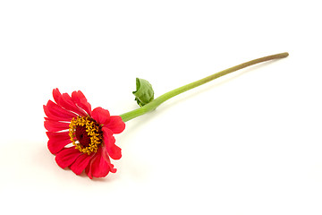 Image showing red zinnia flower