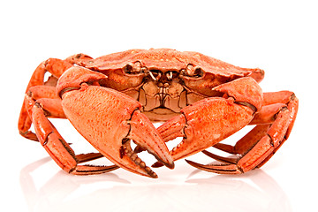 Image showing red crab on white background