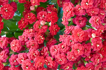 Image showing red flowers bush