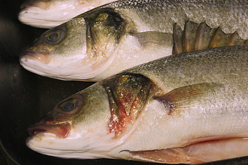 Image showing fresh sea bass