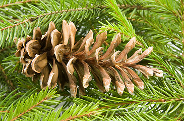 Image showing fir branch with old dry cone