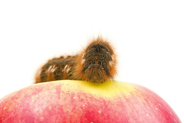 Image showing  caterpillar on the red apple