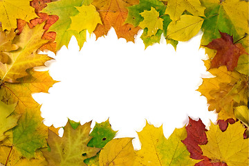 Image showing vivid autumnal leaves 