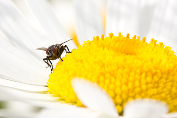 Image showing  fly  on the blooming daisy