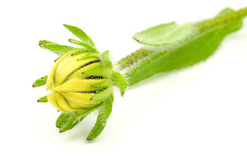 Image showing green plant with yellow bud 