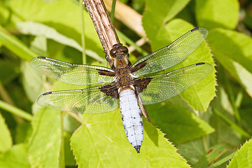 Image showing dragon fly sitting on a branch