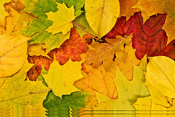 Image showing vivid background of fallen autumn leaves