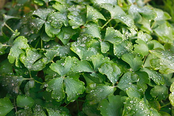 Image showing frost on a leaves