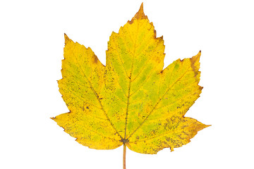 Image showing Rusty maple leaf as an autumn symbol