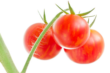 Image showing Bunch of tomatoes on white background
