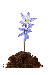 Image showing flower grow in the soil 