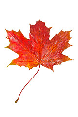 Image showing Red maple leaf as an autumn symbol