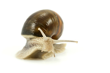 Image showing snail over white background