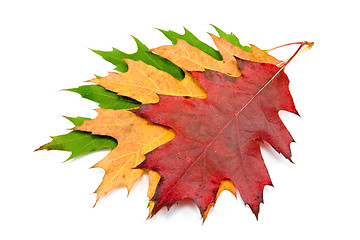 Image showing three autumnal maple leaves