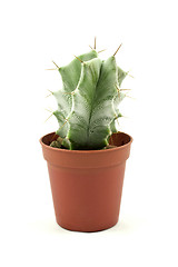 Image showing Green spikey cactus 