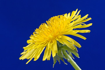 Image showing sowthistle on a blue background