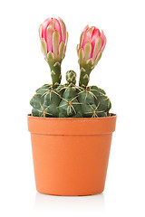 Image showing blooming cactus  over a white background