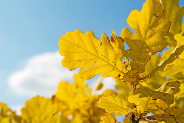 Image showing yellow autumnal foliage