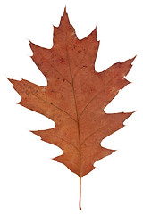 Image showing old dry leaf