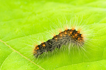 Image showing small hairy caterpillar on the leaf