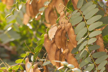 Image showing seeds of a tree